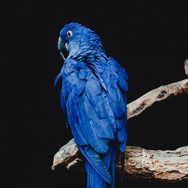 blue parrot standing on brown tree branch